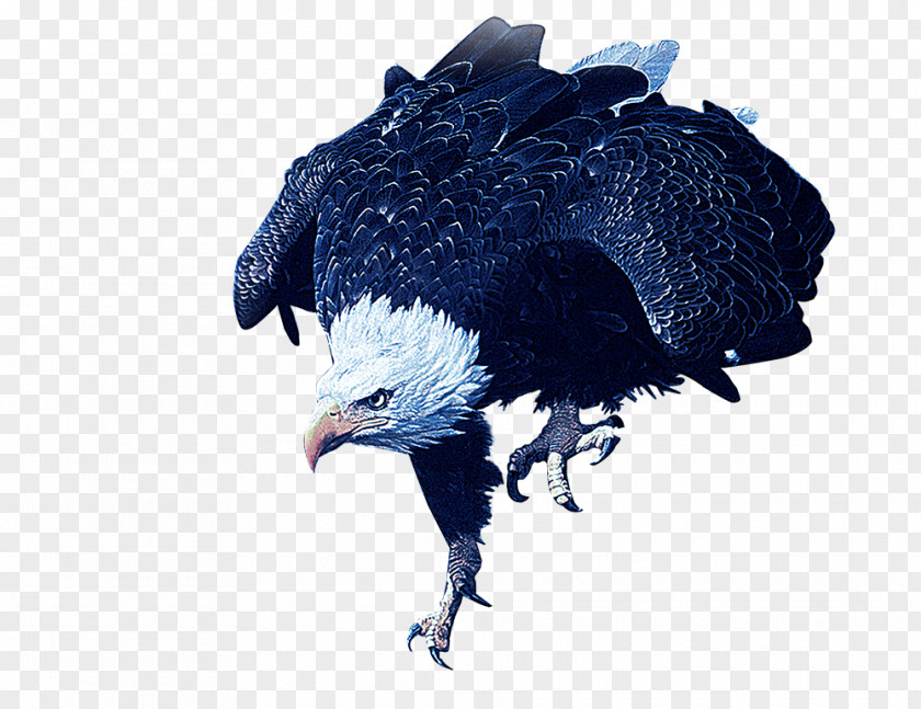 Eagle Vulture Hawk Download PNG