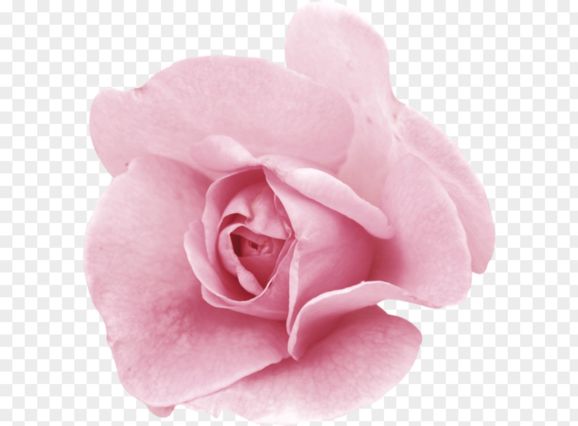 Fleure Garden Roses Centifolia Pink Flower Floribunda PNG