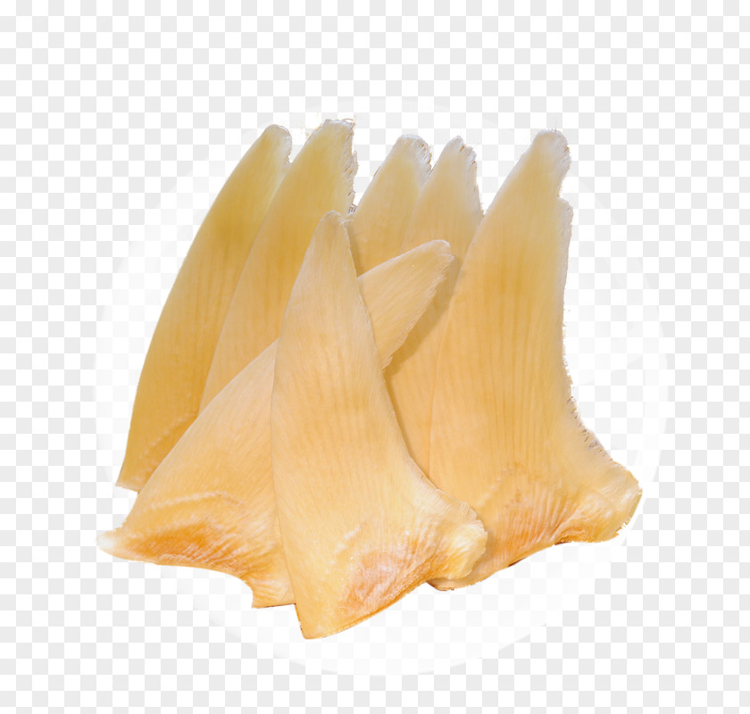 Shark Fin Soup Seafood Fish PNG