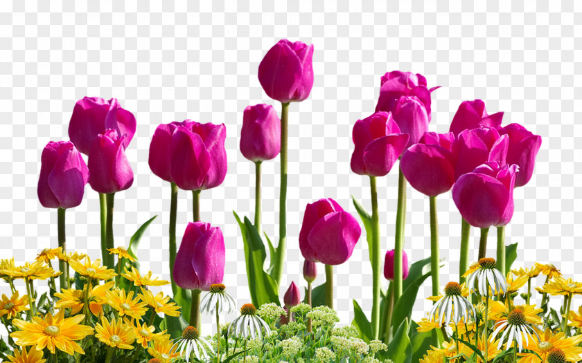 Tulip Flower Clip Art PNG