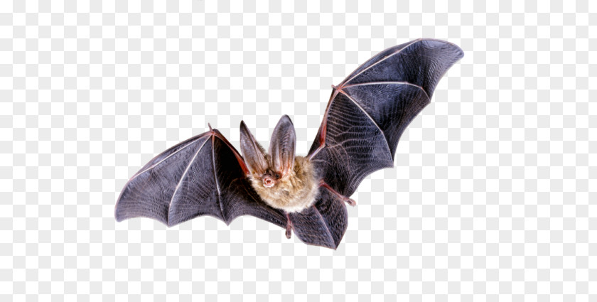Bat Flight Northern Long-eared Myotis Clip Art PNG