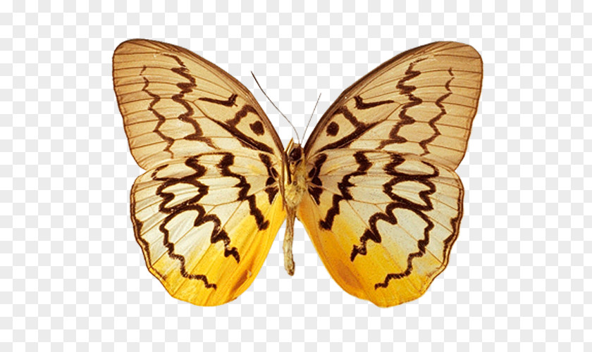 Butterfly Monarch Moth Animation PNG