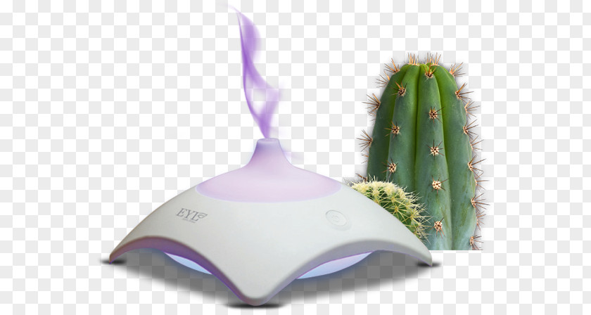 Cactaceae Desktop Wallpaper Clip Art PNG