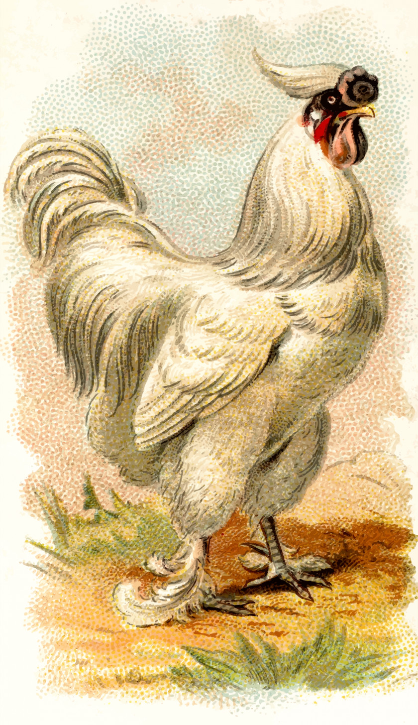 Cock Japanese Bantam Silkie Wyandotte Chicken Bird Phasianidae PNG