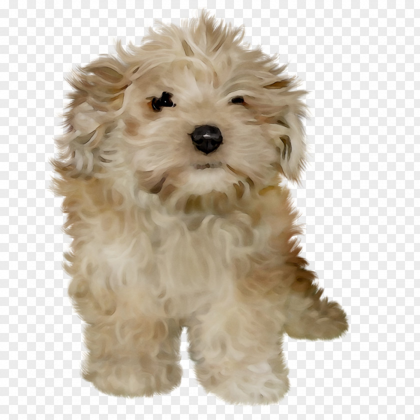 Cockapoo Cavapoo Schnoodle Miniature Poodle Dog Breed PNG