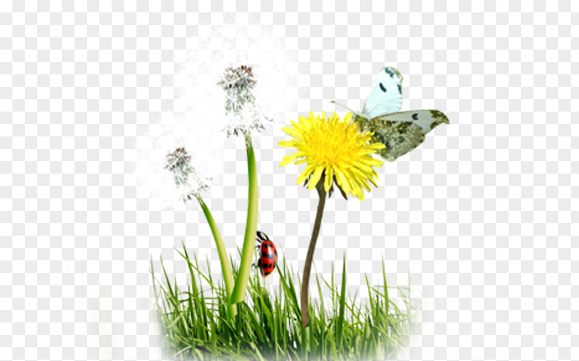 Dandelion Creative Common Butterfly Download PNG