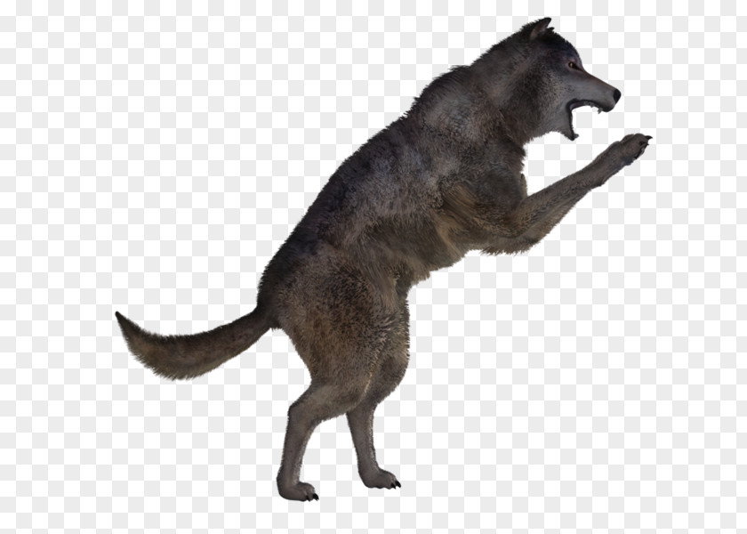 Dog Canidae Fur PNG