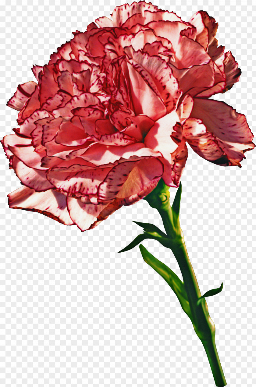 Flower Plant Red Cut Flowers Carnation PNG