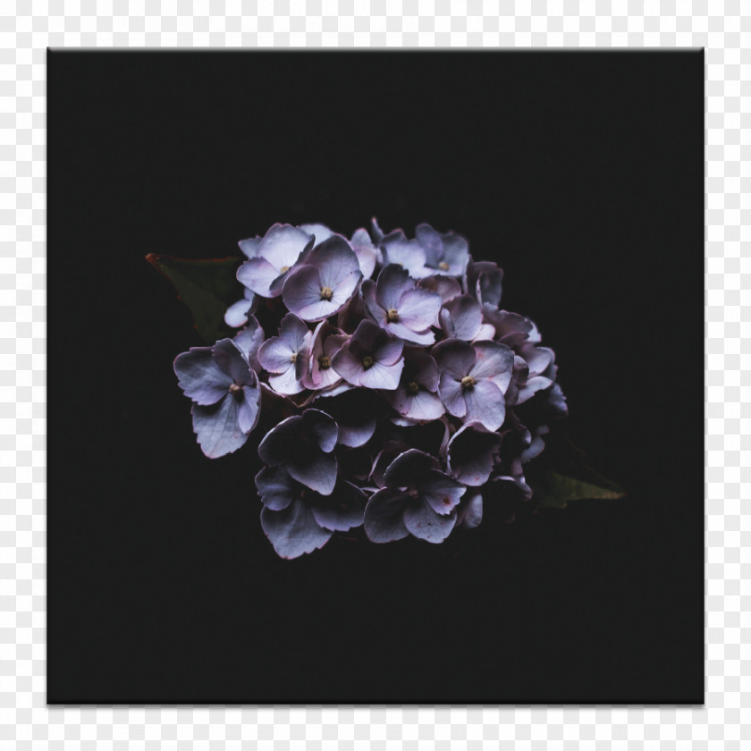 Hydrangea Wallpaper IPhone X French Desktop Photograph Flower PNG