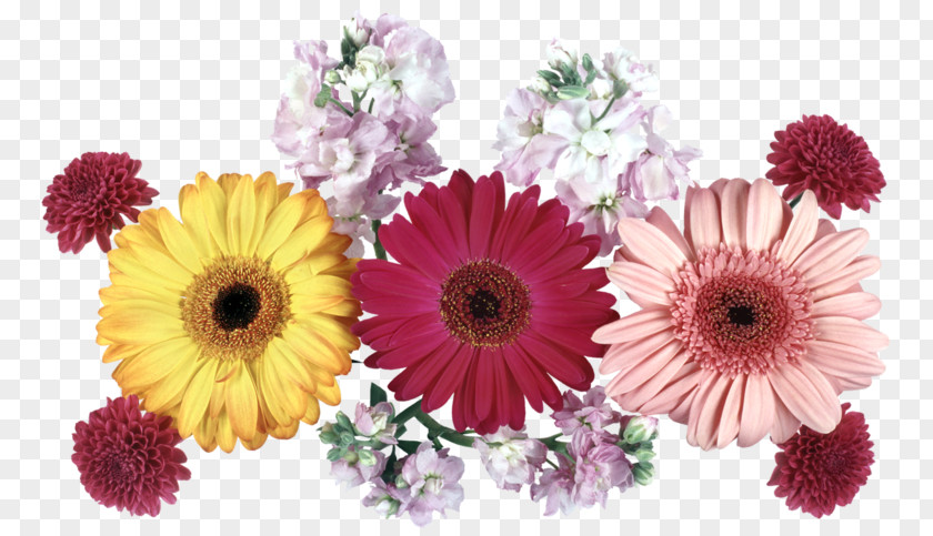 Mothers Day Flowers Florist Transvaal Daisy Cut Chrysanthemum GIF PNG