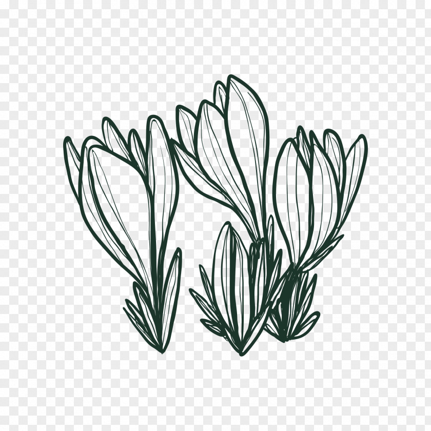 Simple Flower Drawing Vector Graphics Design Image Painting PNG