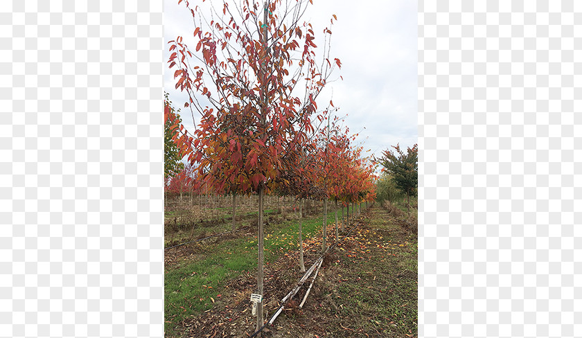 American Hornbeam Branch Sugar Maple Tree Nursery Deciduous PNG