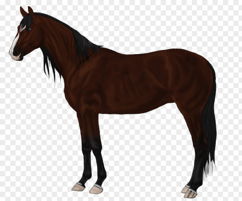 Canadian Horse Stallion Thoroughbred The Kentucky Derby Mare PNG