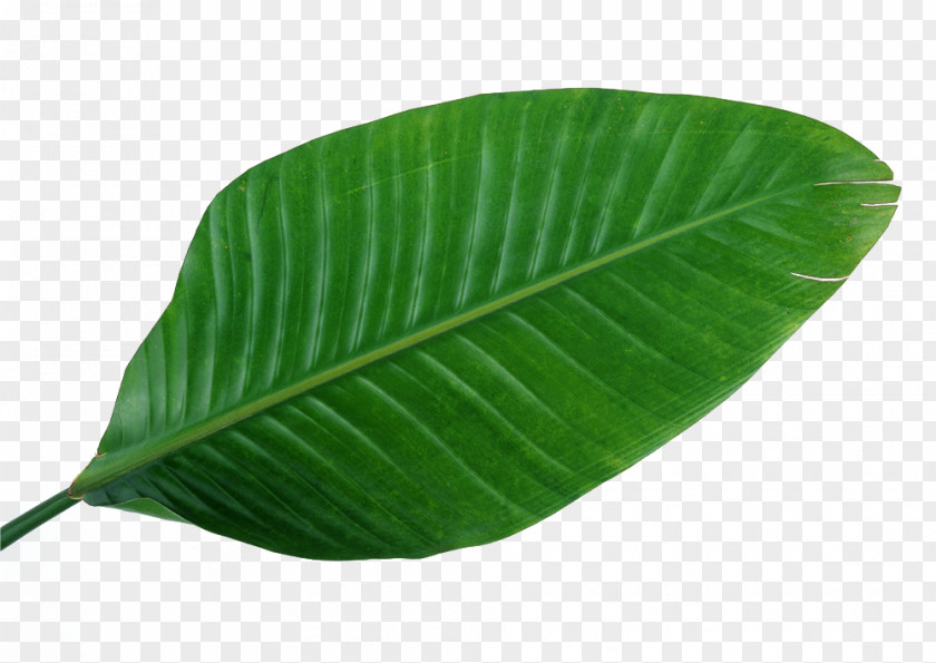 Leaves,green,leaf,Fresh Musa Basjoo Leaf Green Banana Wallpaper PNG