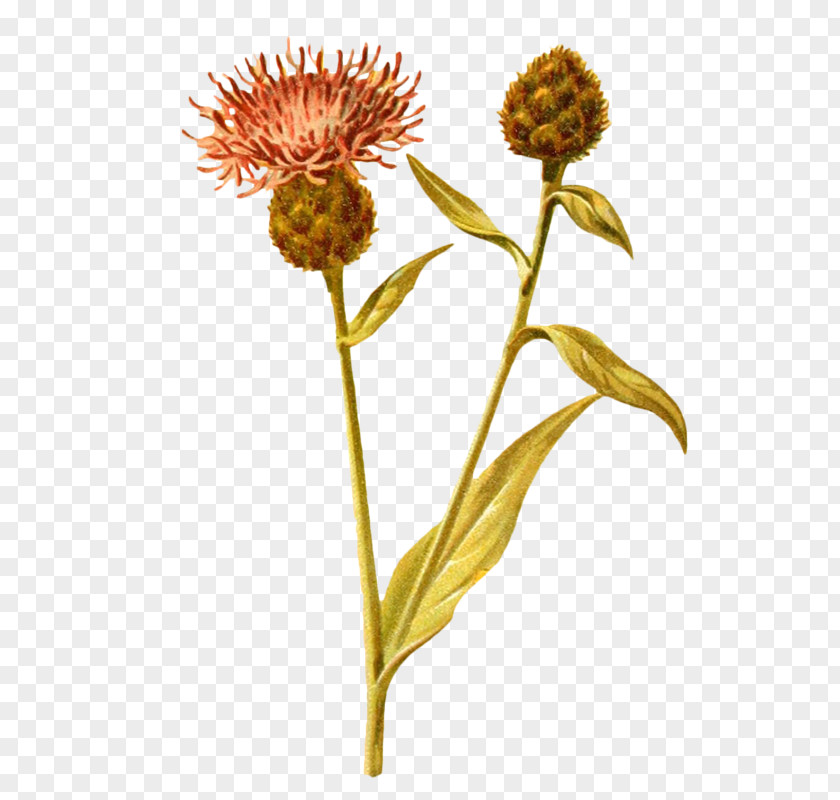 Plants Wildflowers Plant Green Dandelion Drawing PNG