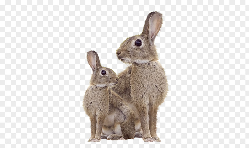 Rabbit In Kind Domestic Hare Pet PNG