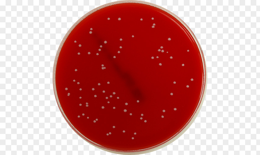 Staph Bacteria XLD Agar Plate Shigella Microbiology PNG