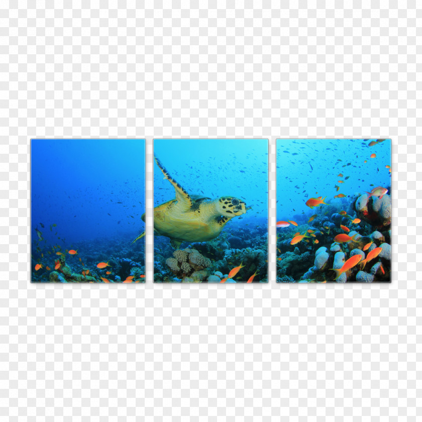 Canvas Wall Coral Reef Fish Marine Biology PNG