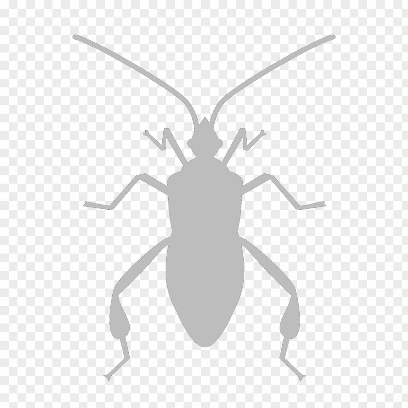 Cockroach Insect Software Bug PNG