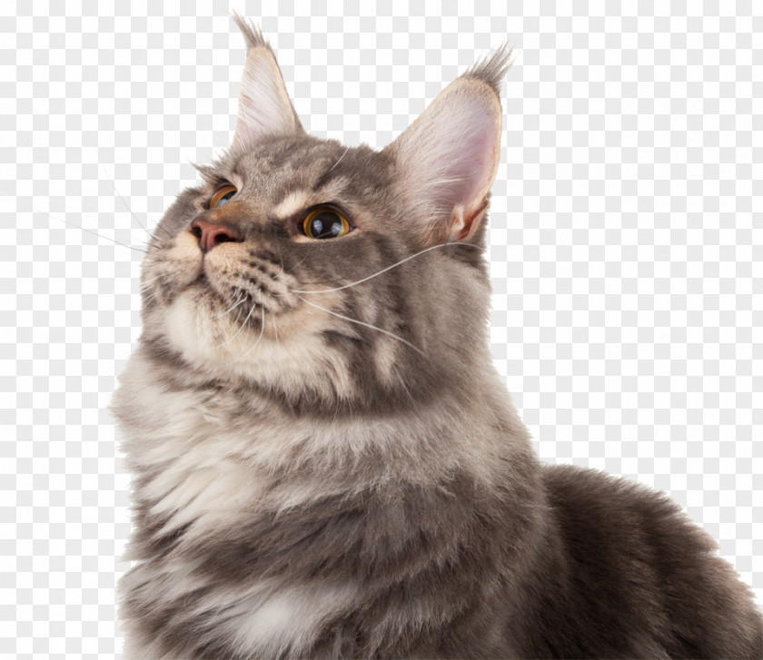 Kitten Maine Coon American Wirehair Whiskers Asian Semi-longhair PNG