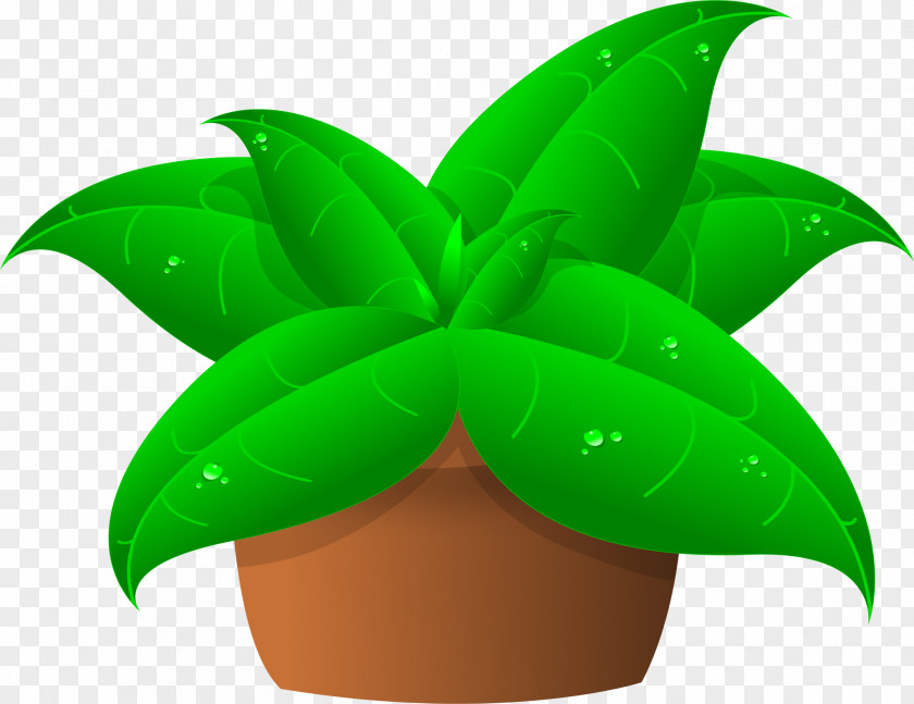 Pot Leaf Plant Cattleya Orchids Clip Art PNG