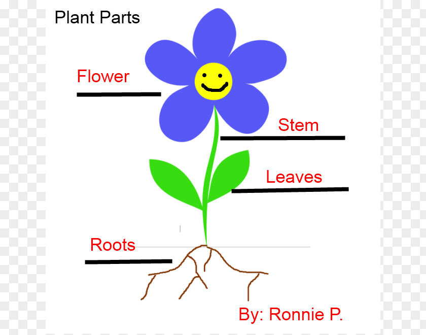 Science Flower Cliparts Plant Stem Root Clip Art PNG