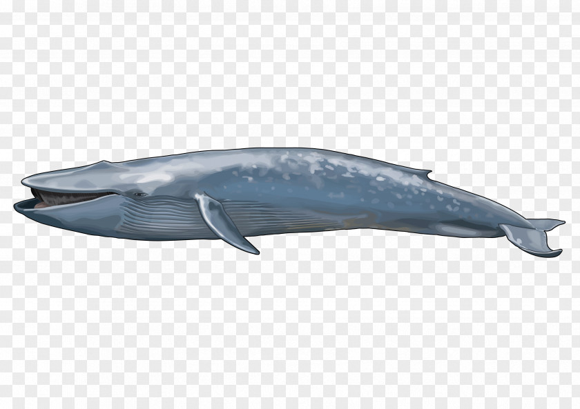Sea Animals Blue Whale Balaenidae Maine Coon Marine Mammal PNG