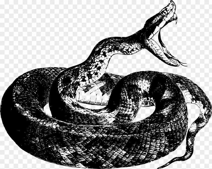 Snake Reptile Drawing Clip Art PNG