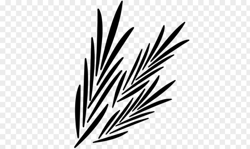 Wheat Fealds Black And White Monochrome Photography Plant Stem PNG