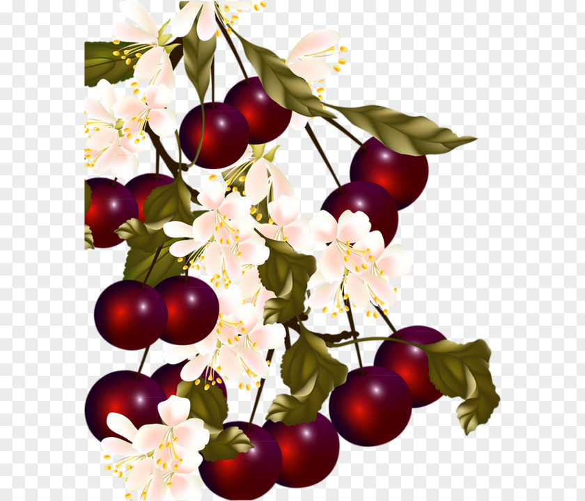 Cherry Sweet Berry Cerasus PNG