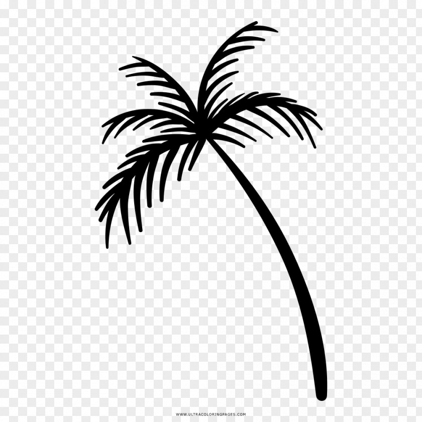 Coqueiro Arecaceae Drawing Coloring Book Cafe Loka PNG