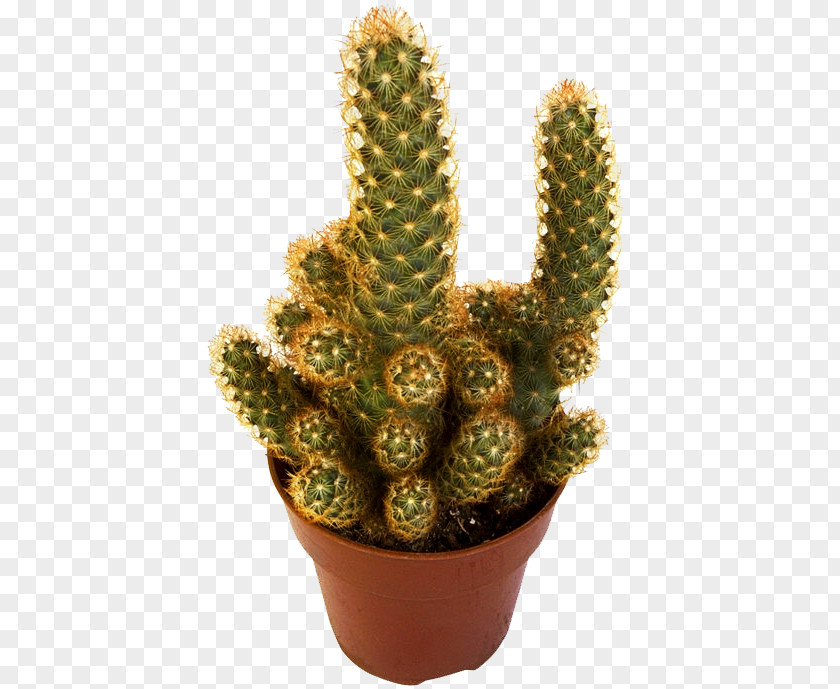 Plant San Pedro Cactus Eastern Prickly Pear Triangle Cactaceae PNG