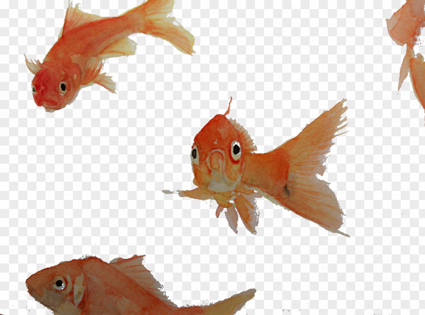 Red Fish Goldfish Computer File PNG