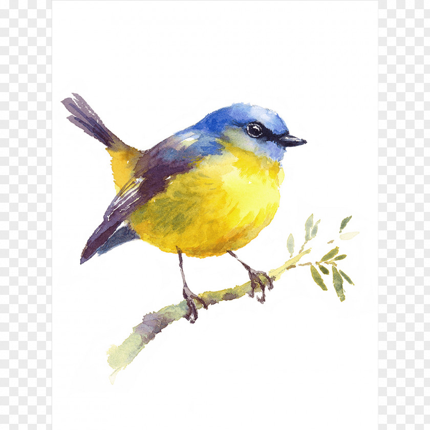 Robin Bird Watercolor Painting Drawing PNG