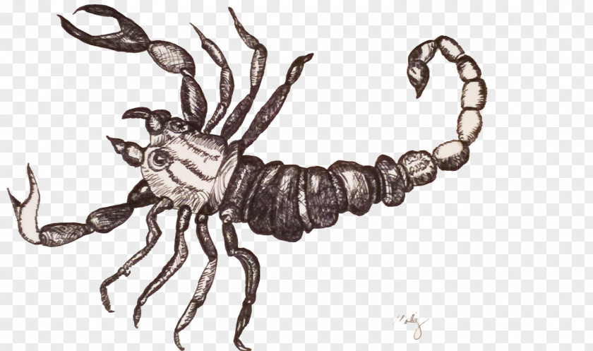 Seahorse Scorpion Drawing Arthropod PNG