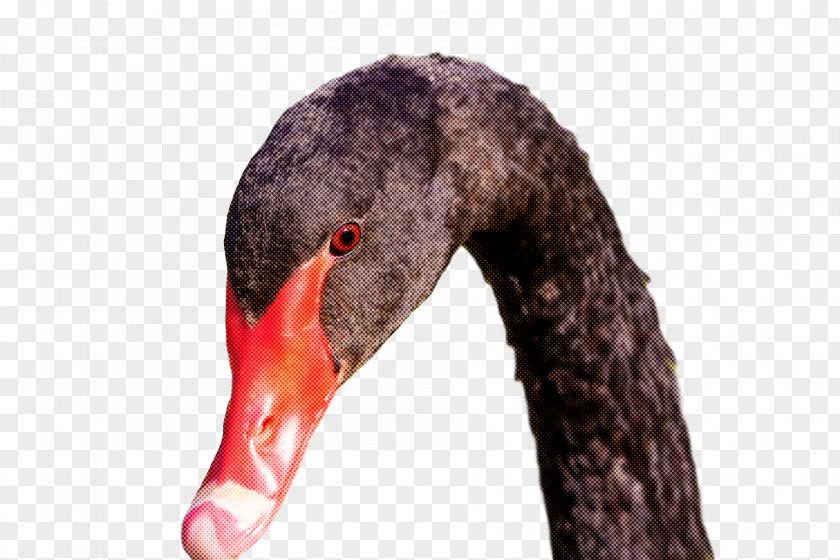 Birds Black Swan Mute Beak Water Bird PNG