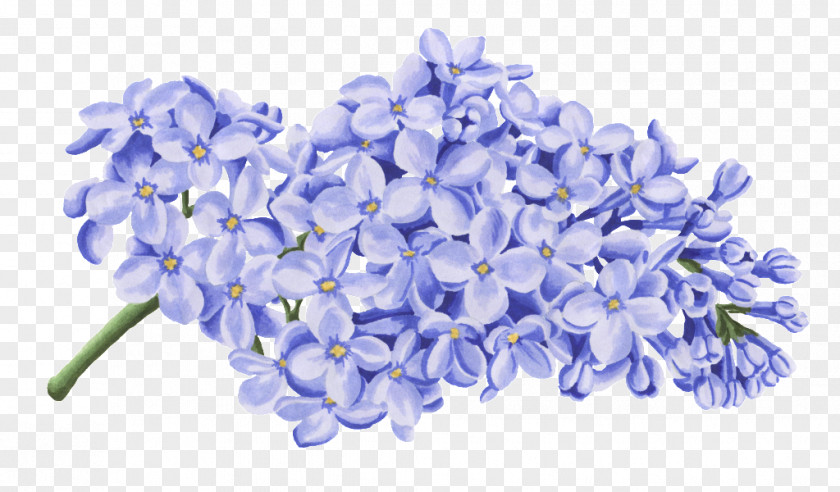 Blue Sympathy Flowers Petal Image Flower PNG
