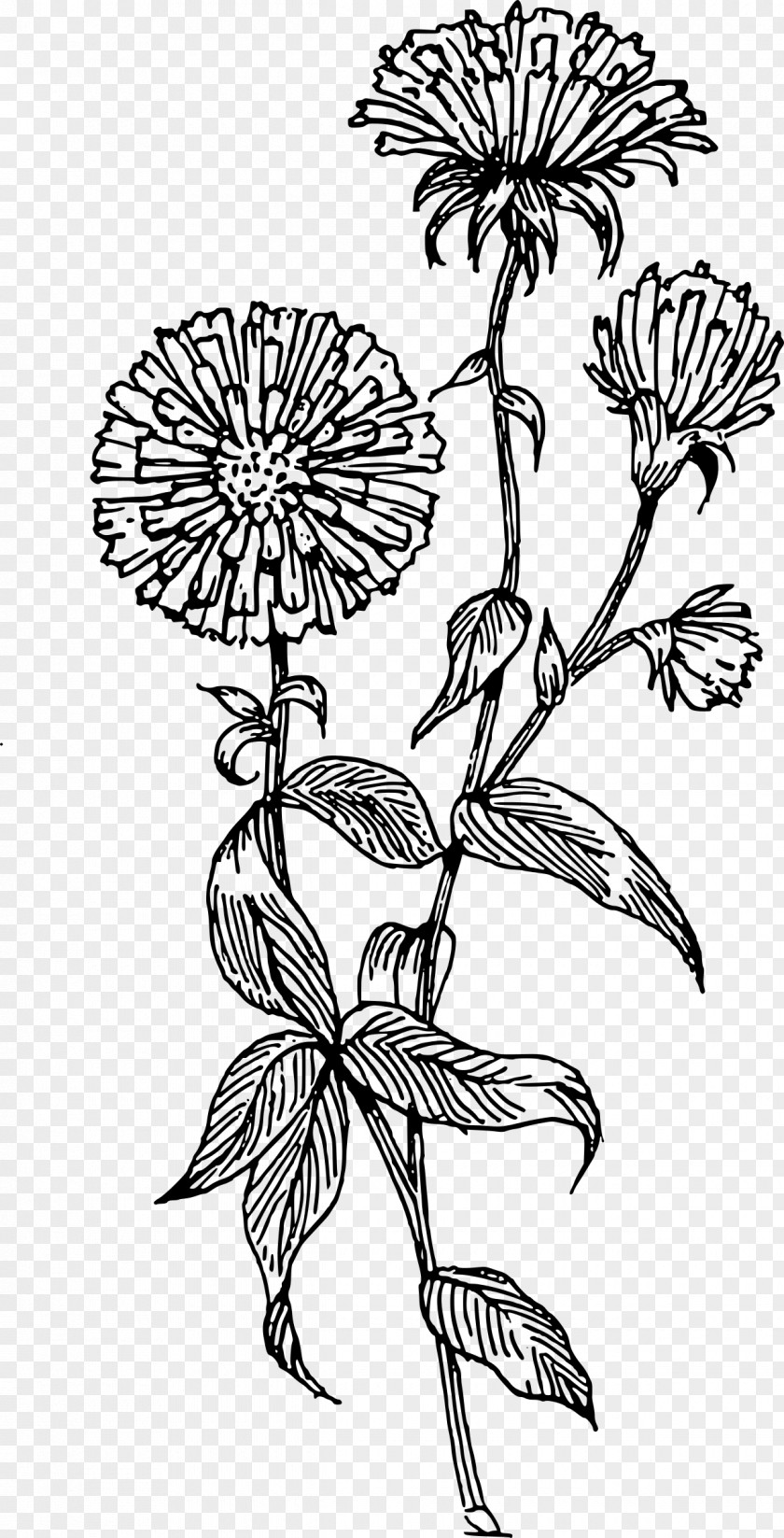 Flower Aster Drawing Clip Art PNG