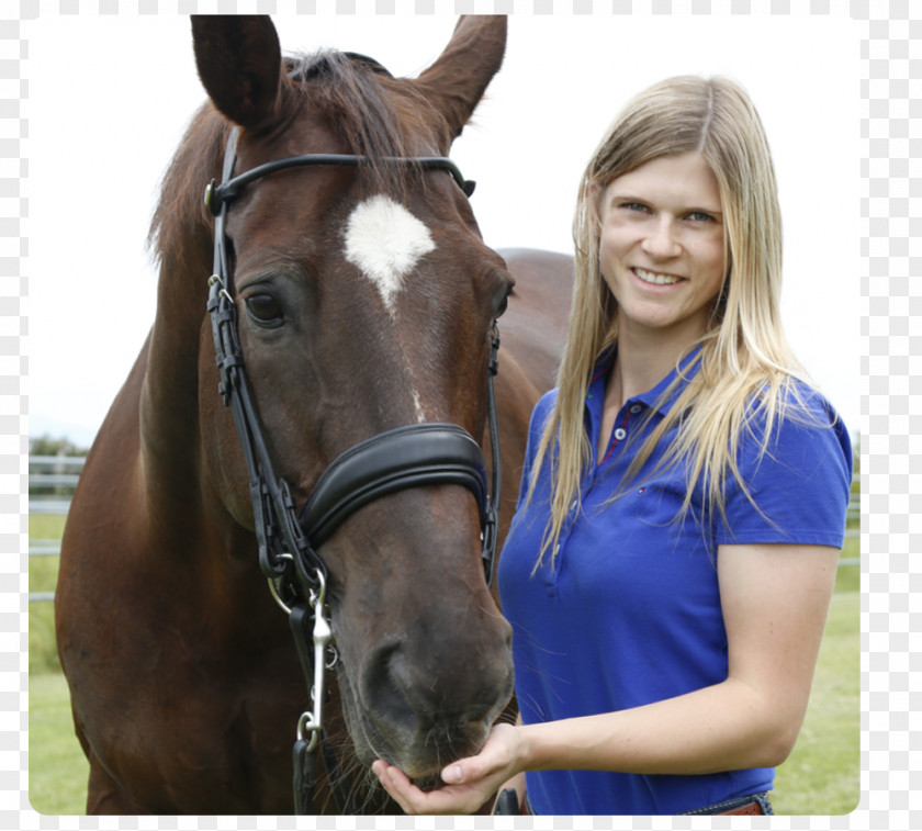 Mustang Halter Mane Stallion Mare PNG