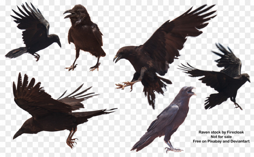 Raven Transparent Stock Photography DeviantArt Image PNG