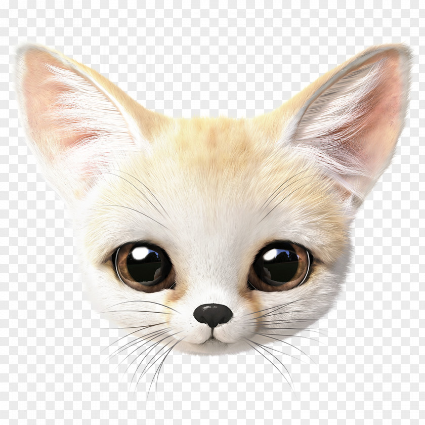 Snout Head Cat Whiskers Fennec Fox Small To Medium-sized Cats PNG