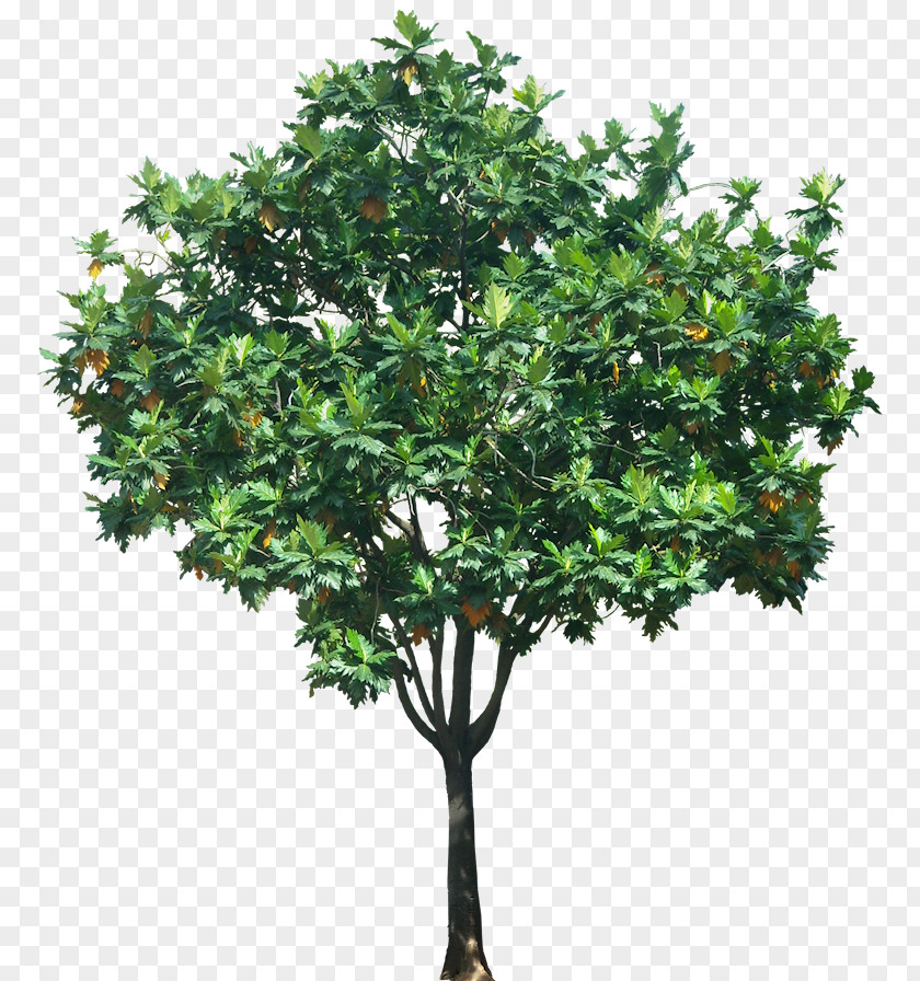 Trees Tree Plant PNG