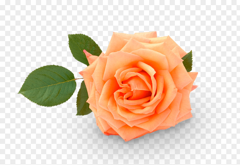 Turki Garden Roses Cabbage Rose Floribunda Cut Flowers Petal PNG