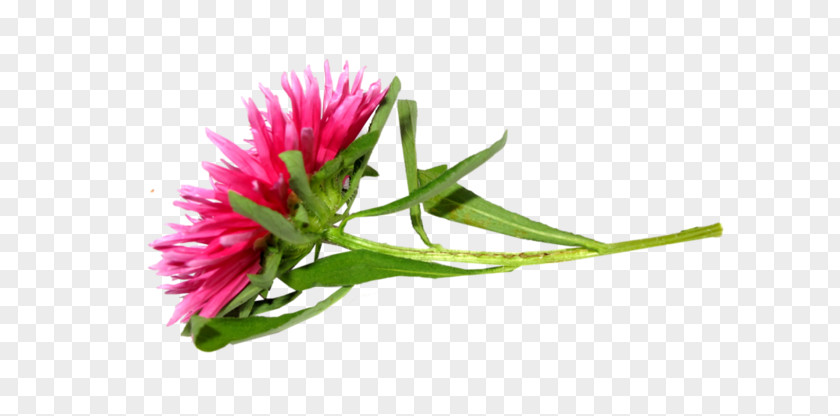 Chrysanthemum Petal Digital Image PNG