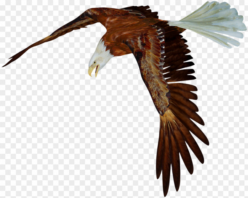 Eagle Bird Vulture PNG
