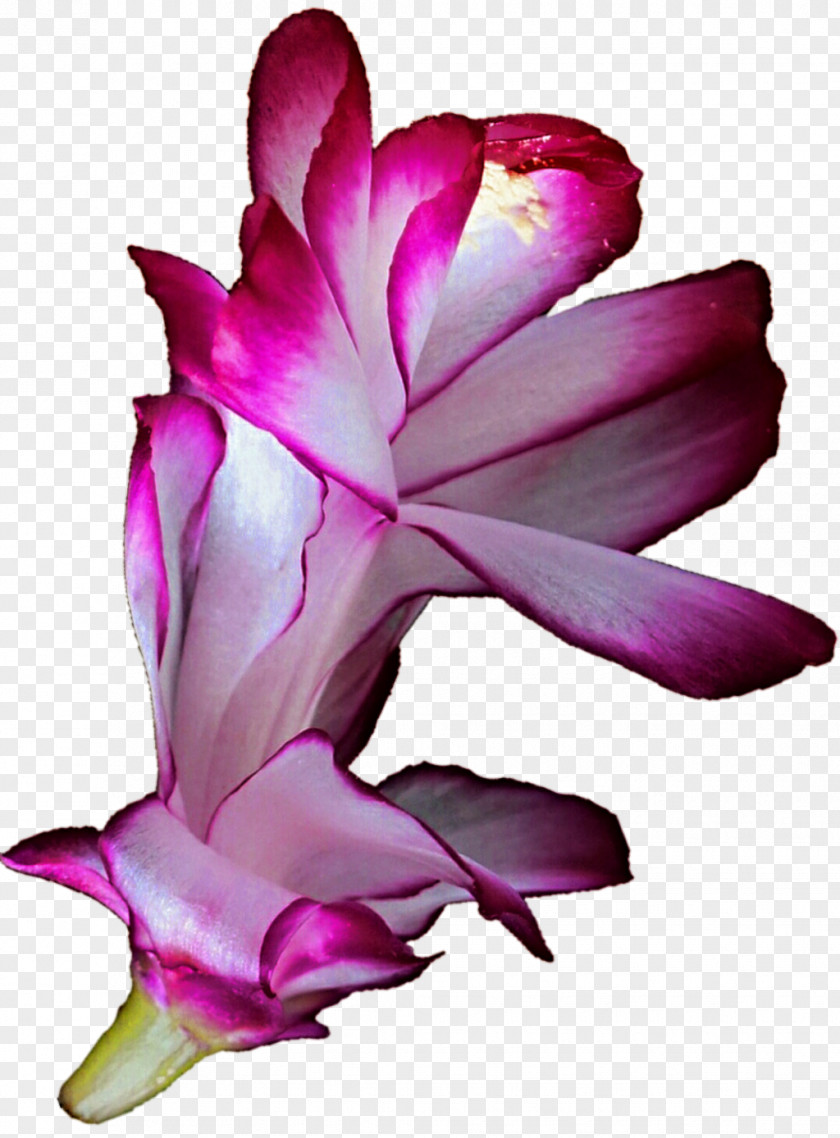 Flor Flower Cactaceae Clip Art PNG