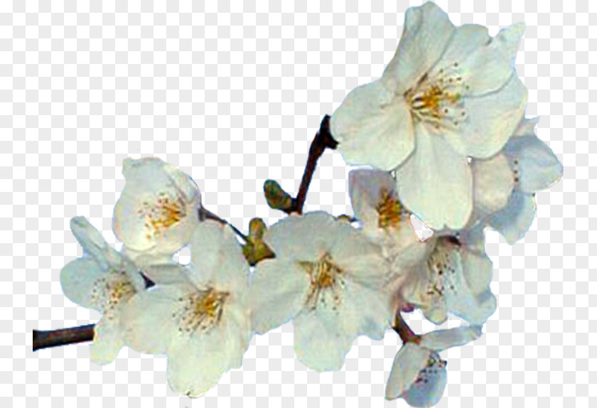 Flower Cut Flowers Spring Blossom ST.AU.150 MIN.V.UNC.NR AD PNG