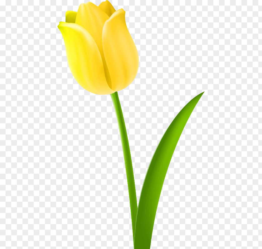 Tulip Petals Yellow Clip Art PNG