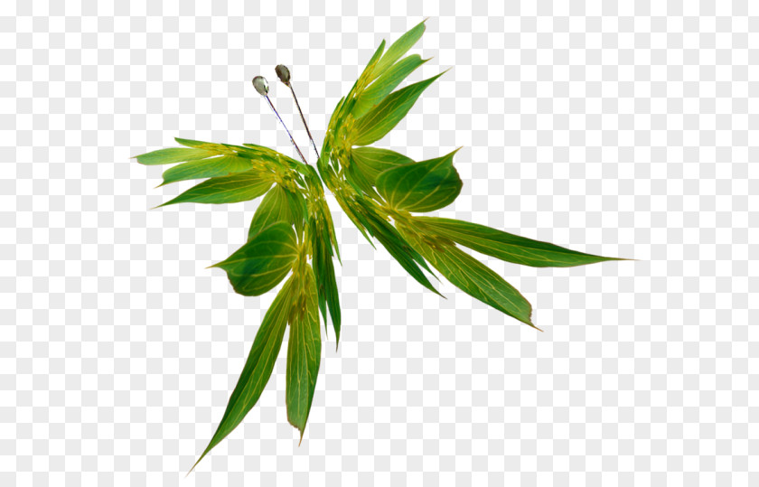 Butterfly Orange Oakleaf Color Plant Stem PNG