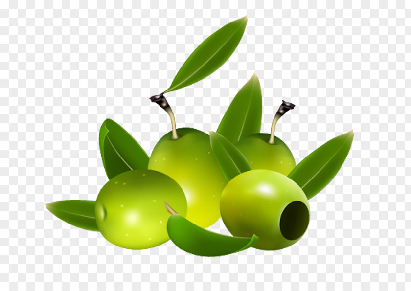 Green Olives Olive Oil Royalty-free Vector Graphics Illustration PNG